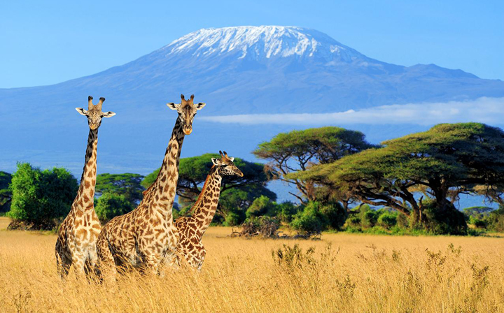 Kenya & Tanzania Safari Experience – 10 days