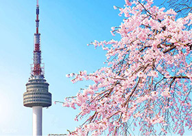 Classic South Korea: Cherry Blossom Special