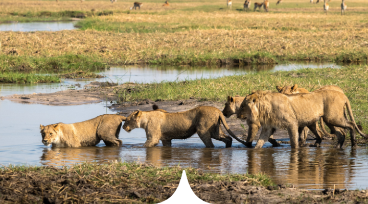 Echoes of the Wild: A Botswana Chronicle