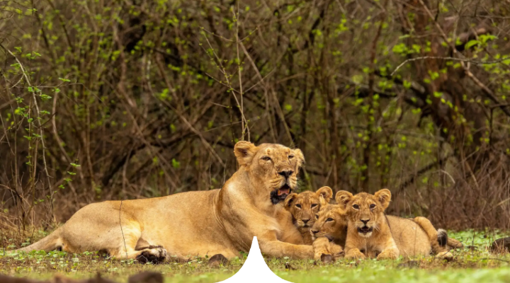Gir: The Empire of the Asiatic Lion