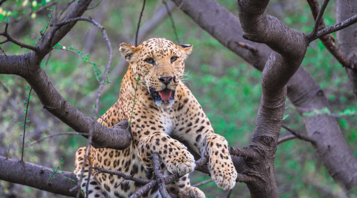 Jawai: The Leopard Hills of Rajasthan