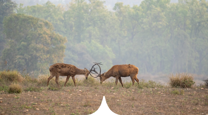 Kanha: The Real Jungle Book