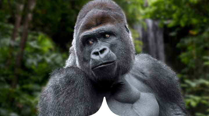 The Primate Encounter - Rwanda & Uganda