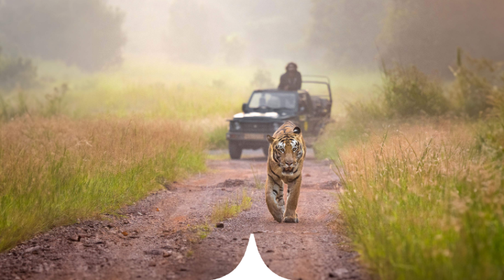 Tadoba: The Golden Summer of 2026