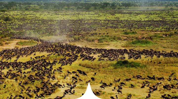 Wellness in the Wild - The Serengeti, Tanzania