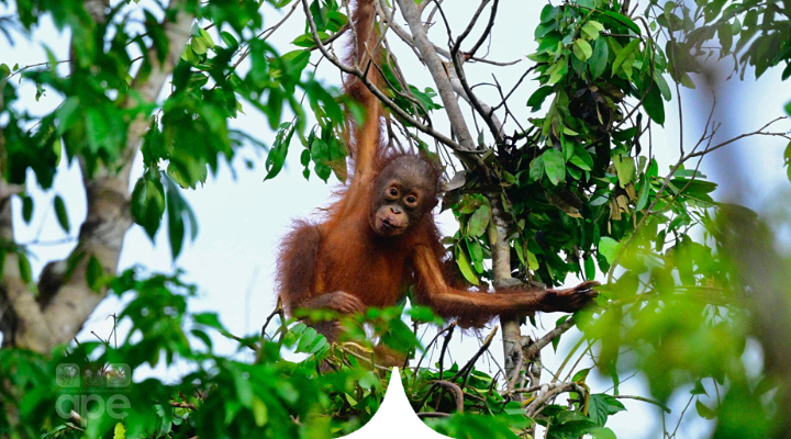 Borneo-Malaysia: Regattas and Rainforests